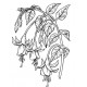 Fuchsia Botanical Cling Rubber Stamp
