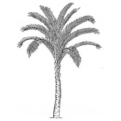 Palm Tree Cling Rubber Stamp