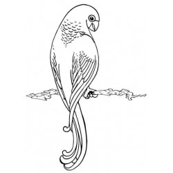 Parrot Rubber Stamp