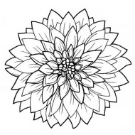 Large Dahlia Head rubber stamp