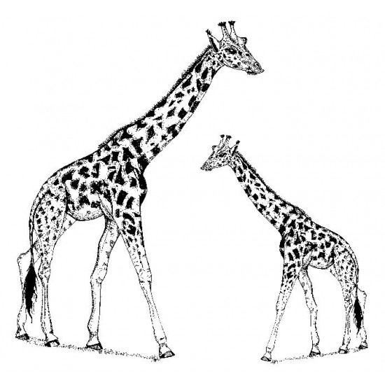 Gabby Giraffe & Calf Rubber Stamp 