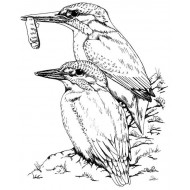 Kingfishers cling mounted Rubber Stamp